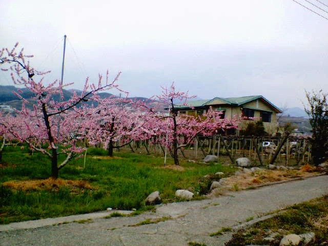 正徳寺温泉初花