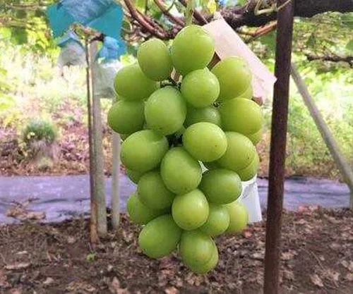 フォトアルバム9