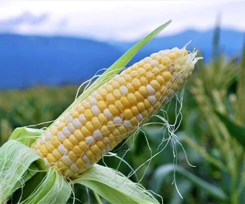 フォトアルバム11