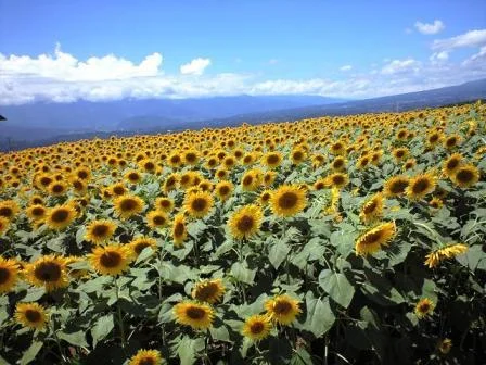 韮崎旭温泉（にらさきあさひおんせん）