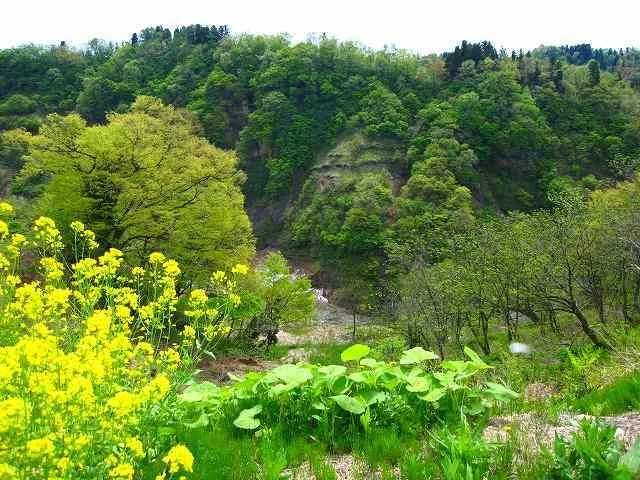 ナステビュウ湯の山