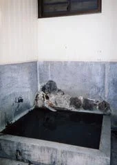 池の平温泉 シャレーみねや - 新潟県