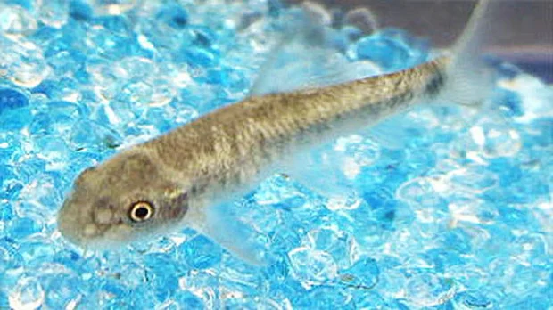 須走温泉 天恵(閉館しました)