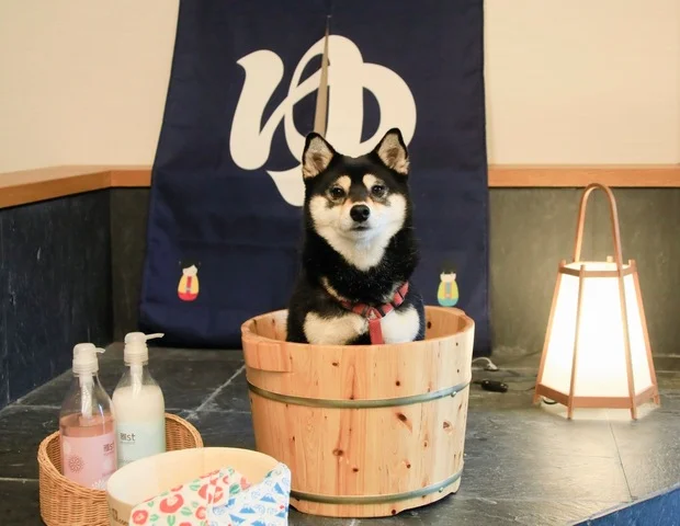 愛犬と泊まれる温泉宿　ゆるり西伊豆