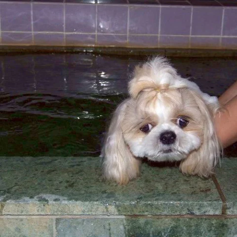 Koinu no Waltz - Shizuoka