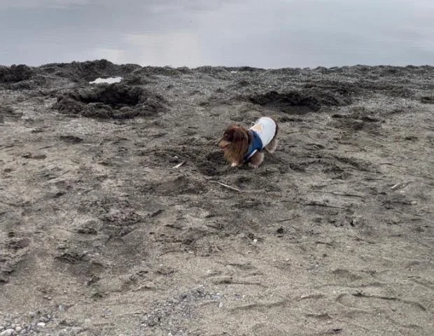 砂湯