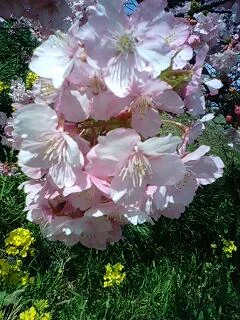 踊り子温泉会館