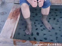 鷺の足湯