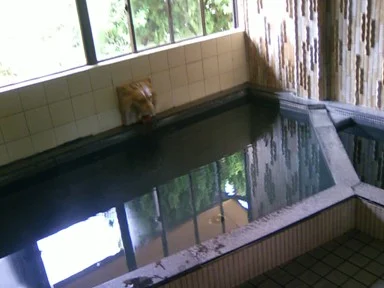 心湯あそび ねぼーや