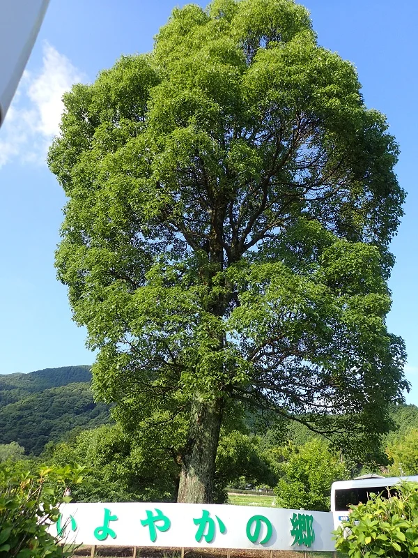 牛滝温泉四季まつり