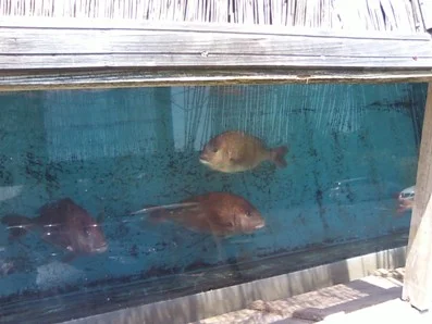 音の花温泉（ねのはな）