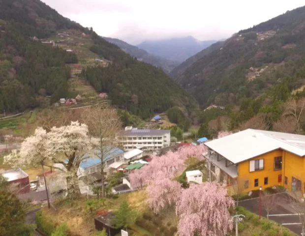 つるぎの湯 大桜 - 徳島県