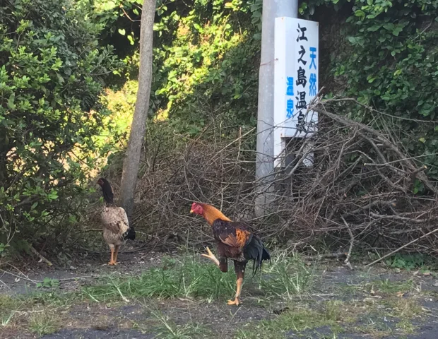 江之島温泉（えのしまおんせん）