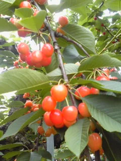 ホテル蔵王（閉館しました）