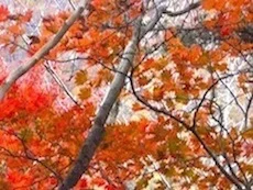 新野地温泉 相模屋旅館