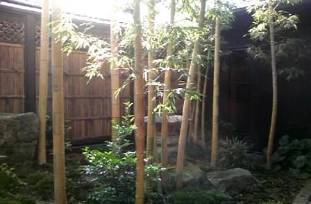 花湯の森
