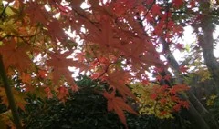 花湯の森