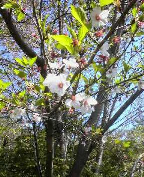 東京染井温泉 Sakura （サクラ）