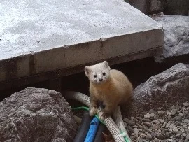 湯宿 だいいち