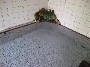 霧積温泉 金湯館