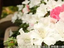 松本十帖 「松本本箱」「小柳」（旧 ホテル小柳）
